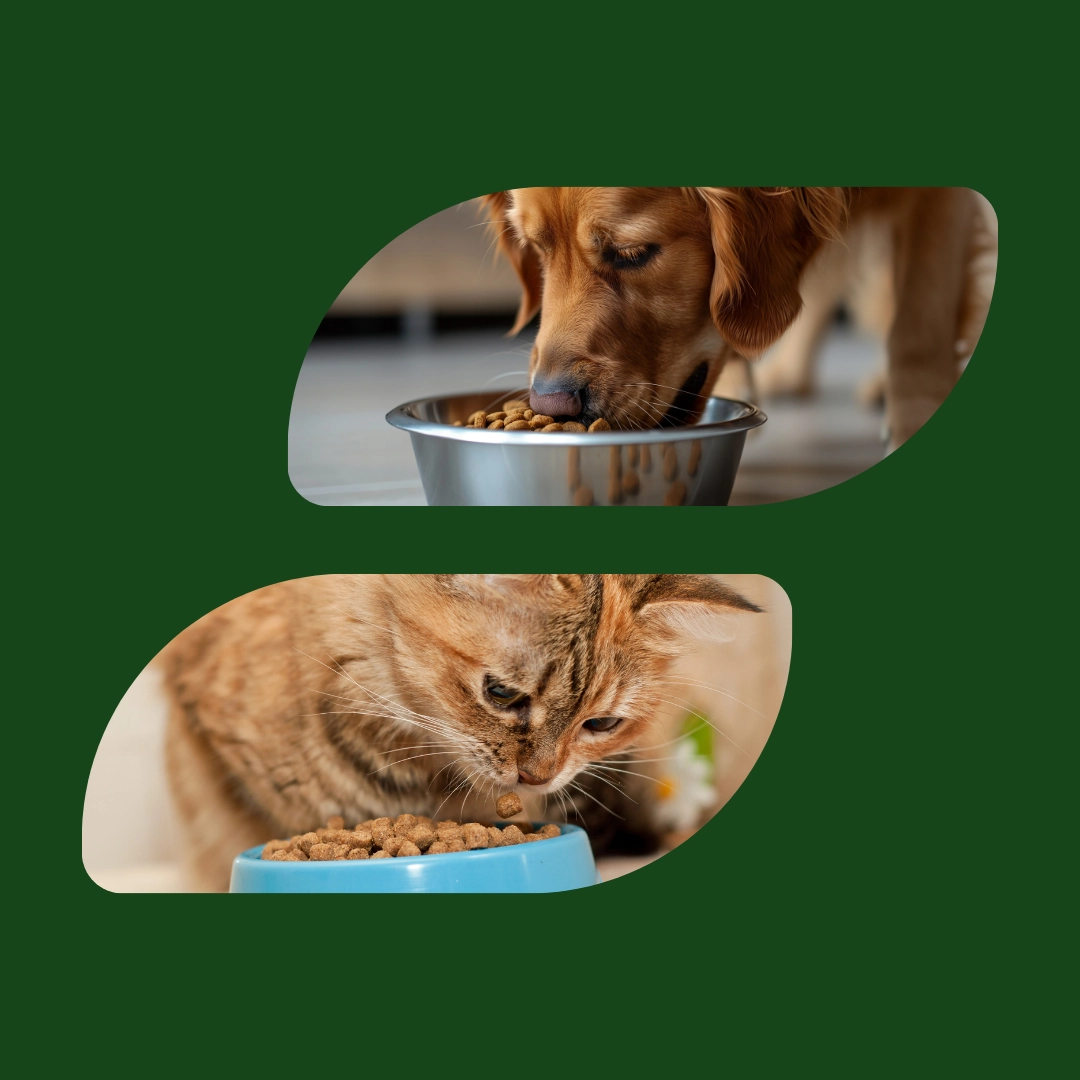Due immagini che mostrano un cane e un gatto che mangiano per indicare la nutrizione animale